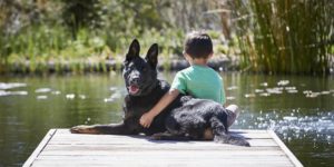 How to Select a Home Protection Dog