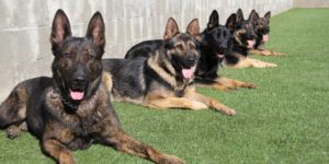 Best Dog Breeds for Home & Family Protection